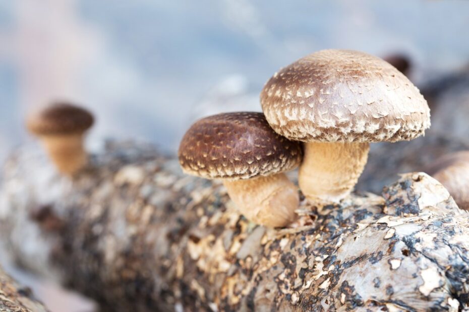 kutukte shiitake mantari
