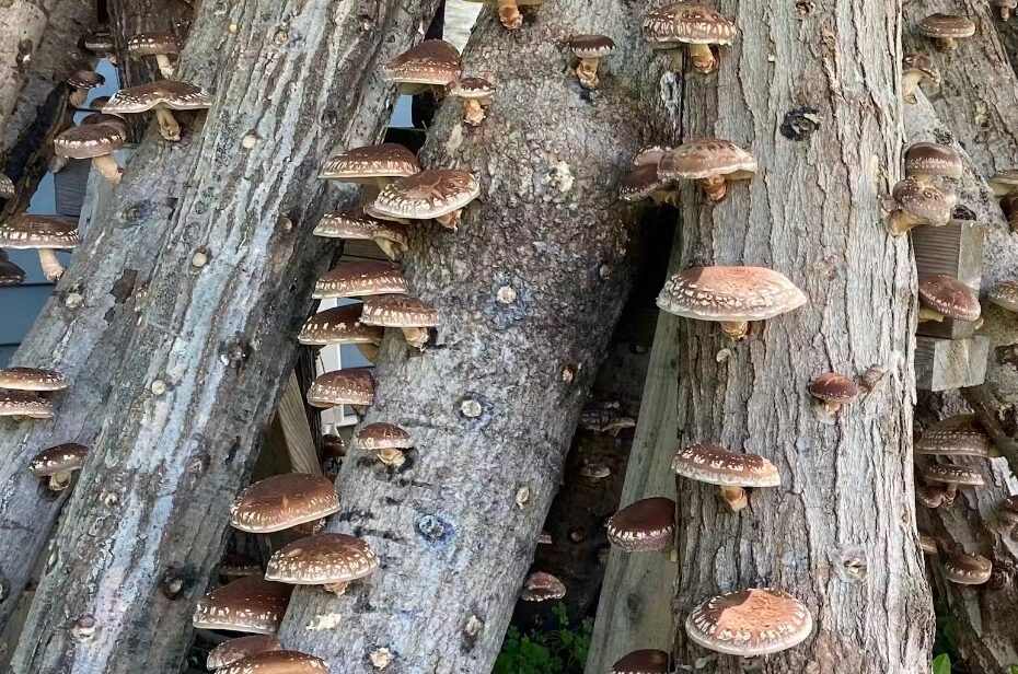 evde kutukte shiitake mantari yetistirme