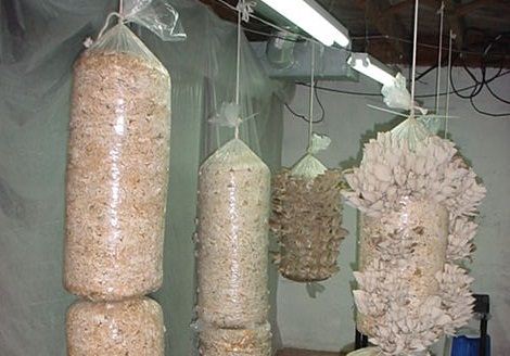 İstiridye Mantarı Kompostu