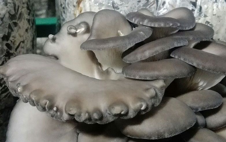 İstiridye Mantarı Şekil Bozuklukları Doğal Mantarlar